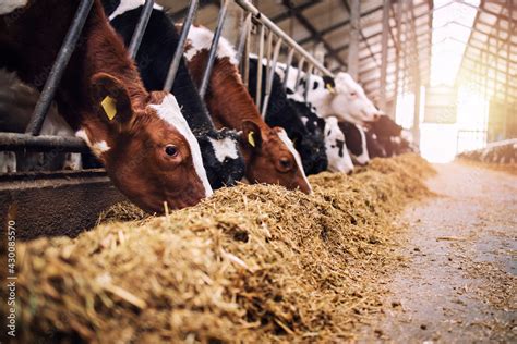 Group Of Cows At Cowshed Eating Hay Or Fodder On Dairy Farm Stock