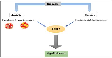 IJMS Free Full Text PAI 1 In Diabetes Pathophysiology And Role As