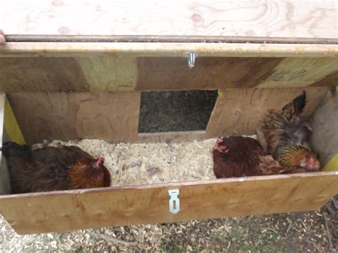 Chicken Nest Boxes With Outside Access