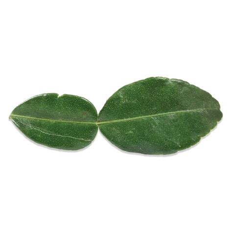 Fresh Kaffir (Makrut) Lime Leaves | Marx Foods