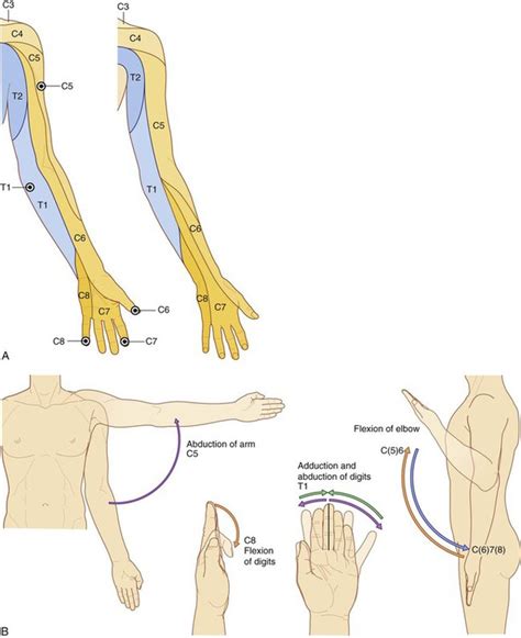 Upper Limbs Myotomes Chart