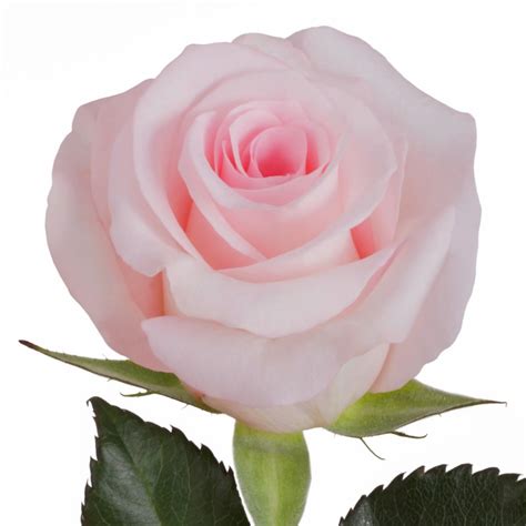 sweet akito roses florabundance wholesale flowers