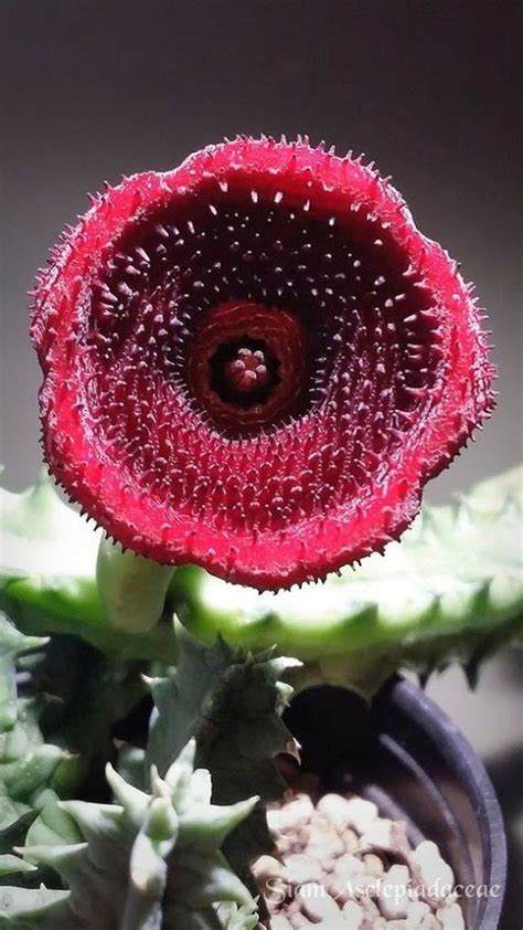 Ki N Th C T Ng H P Kho Hinh Anh Anime Va Si U Ph M Phim Hoat Hinh D Anime Hot Nh T