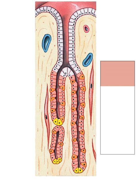 Gastric Gland Diagram Diagram Quizlet