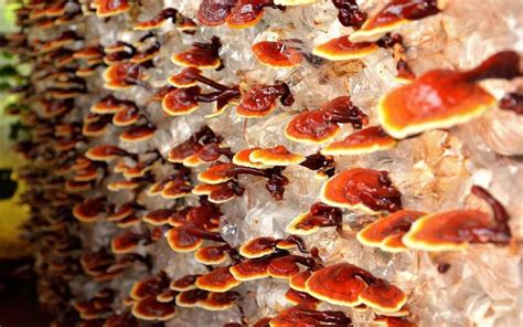 Gu A Pr Ctica Para Cultivar El Hongo Reishi En Casa Dr Fraile