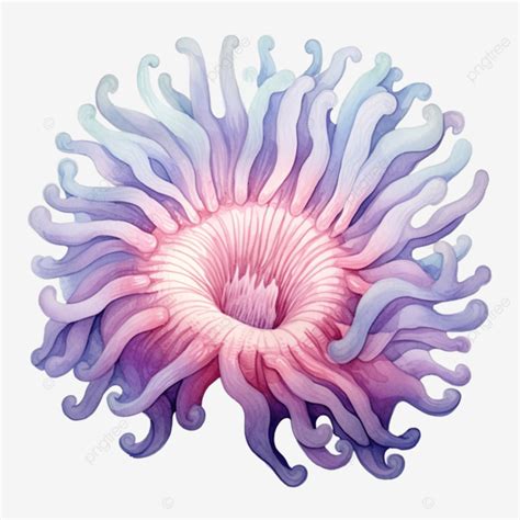 Sea Anemone Watercolor Anemone Watercolor Sea Png Transparent Image