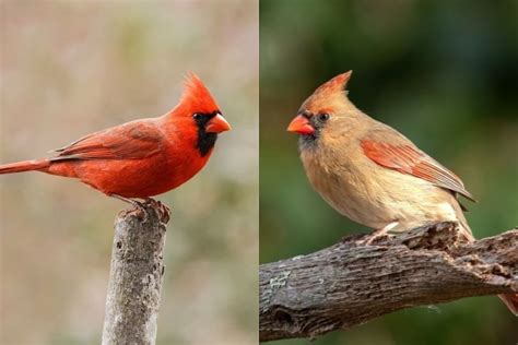 Northern Cardinal Male Vs Female How To Tell The Difference Optics Mag