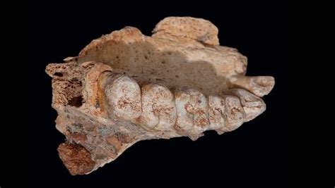 Oldest human fossils discovered outside Africa rewrite history books ...