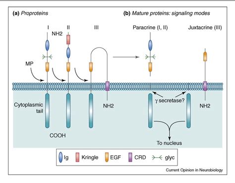 Figure 1 From Axonal Regulation Of Myelination By Neuregulin 1