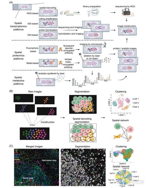 热点综述 空间多组学技术在肿瘤免疫微环境研究中的应用 知乎