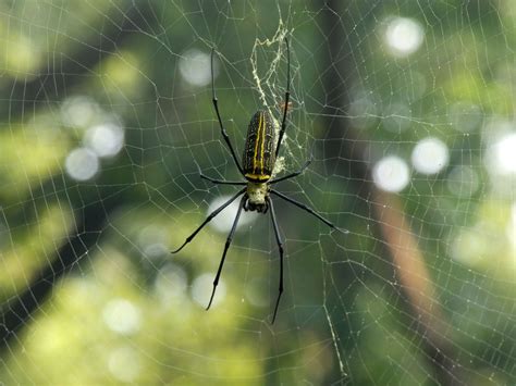 Nephila Edulis With Bird