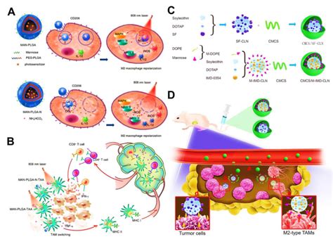 A Schematic Illustrating The Composition Structure Of MAN PLGA And