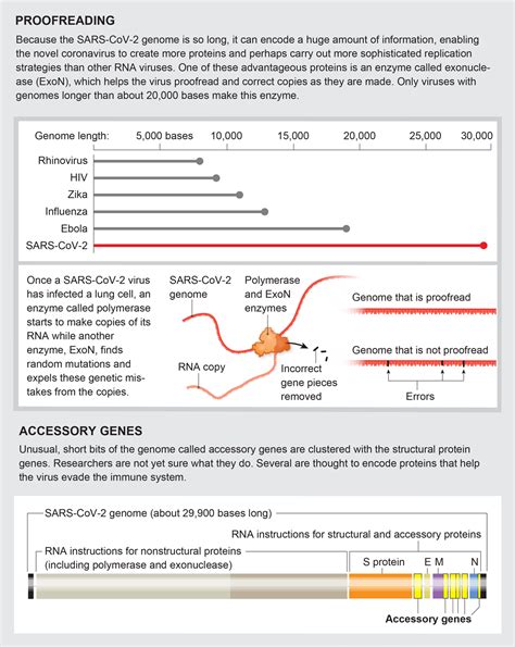 A Visual Guide To The Sars Cov Coronavirus Scientific American