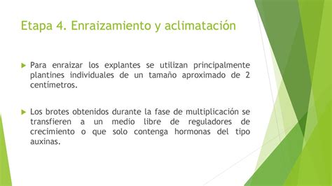 Etapas de la Micropropagación ppt descargar