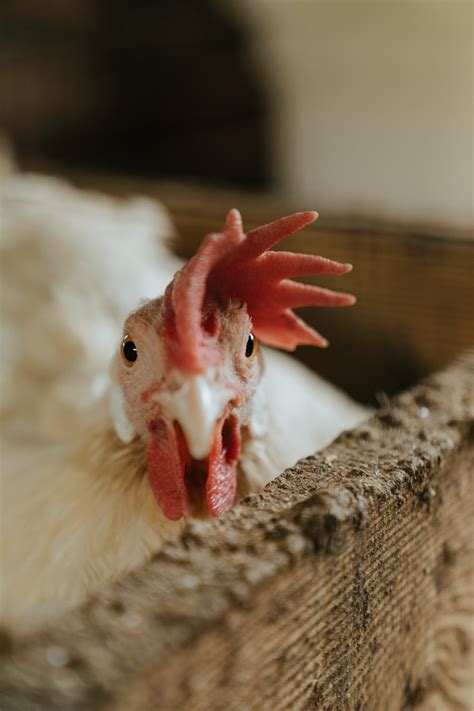 White and Brown Chicken Inside Cage · Free Stock Photo