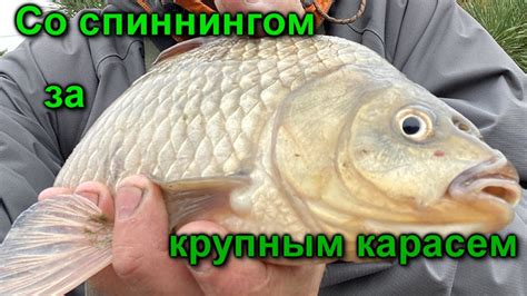 Карась на силикон. Просто БОМБА. - YouTube