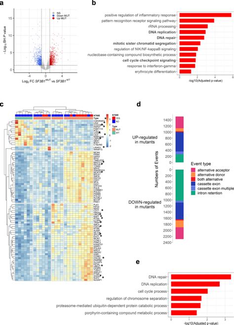 Accelerated Dna Replication Fork Speed Due To Loss Of R Loops In