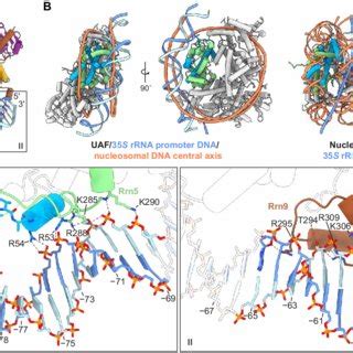 Structure Of Uaf With Tbp And Promoter Dna A Domain Organization Of