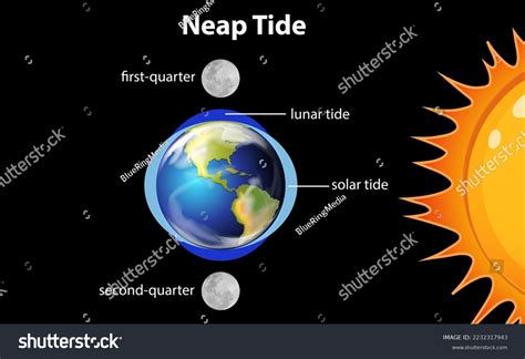 Diagram Showing Neap Tides Illustration Stock Vector (Royalty Free ...