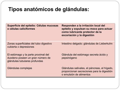 Funciones Secretoras Del Tubo Digestivo Uasd Ppt