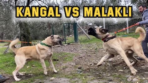 KANGAL vs MALAKLI ANADOLU ÇOBAN KÖPEĞİ HEPSİ KRAL BENİM DEDİ