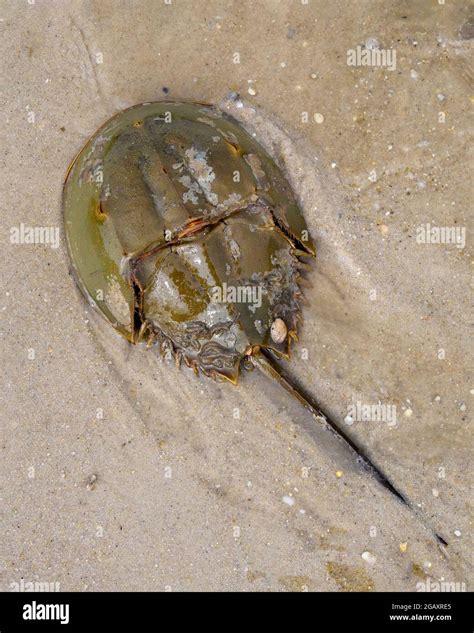 Red Knots Crabs Hi Res Stock Photography And Images Alamy