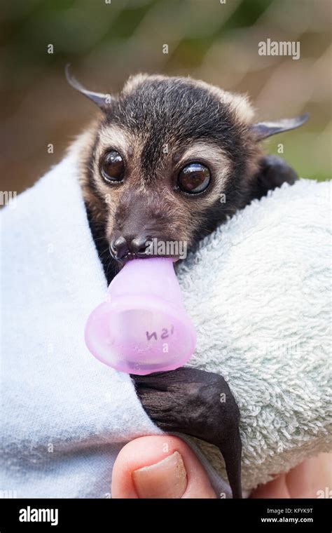 Spectacled Flying Fox Hi Res Stock Photography And Images Alamy