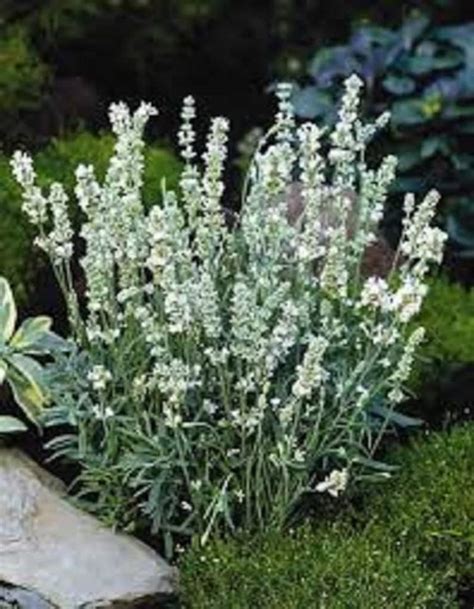 White Lavender Flower Seeds / Lavandula / Angustifolia / - Etsy