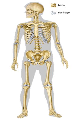 Anatomy 2412 Skeletal System Flashcards Quizlet