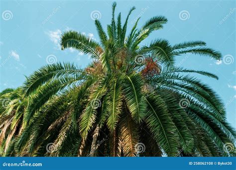 Palm Trees In The Park Against The Blue Sky Stock Photo Image Of