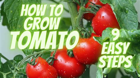 Mastering Tomato Gardening The Ultimate Step By Step Guide To Growing