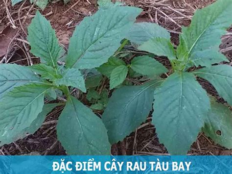 Ăn rau tàu bay đem đến lợi ích gì cho sức khỏe?
