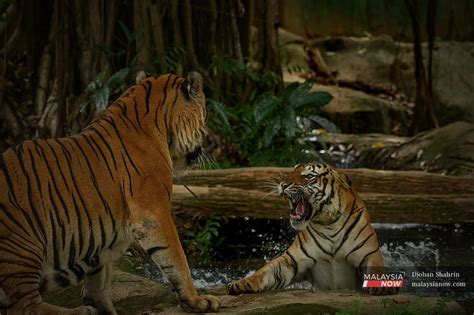 Kajian Pakar Wwf Mengenai Populasi Harimau Selari Dengan Kenyataan