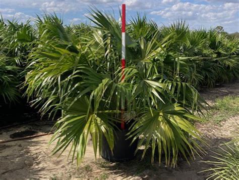 Chinese Fan Palms Livistona Chinensis Eagle Ridge Nursery