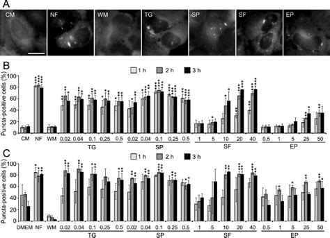 Figure 6 From Ca2 Calmodulin Dependent Kinase CaMK Signaling Via