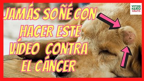 💚 Tratamiento Definitivo Del CÁncer De Piel En Perros 💚 Mastocitoma