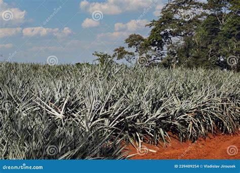 Large Pineapple Plantation. Costa Rica Stock Photo - Image of ...