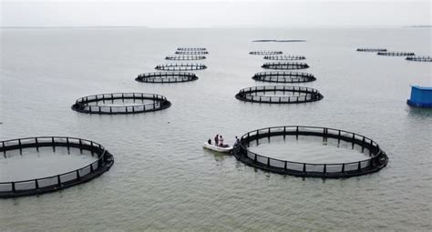 To Increase Fish Production Odisha Turns To Cage Aquaculture