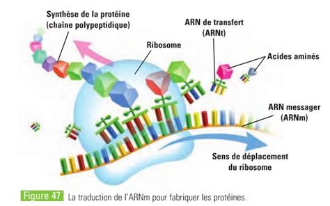 Les Prot Ines Vital Retour Aux Sources