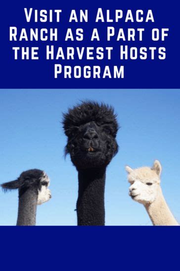 Visit An Alpaca Ranch With Harvest Hosts Program