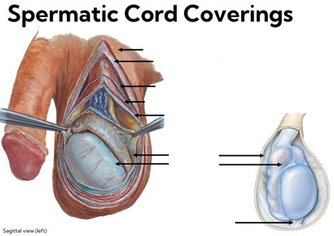 Diagram Of Layers Of The Testes Scrotum Quizlet