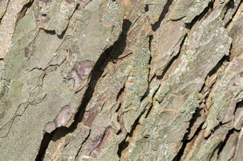 Bark Of The Pinus Parviflora At Amsterdam The Netherlands 26 3 2020 Stock Image Image Of Plant