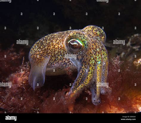 Red Squid Underwater Hi Res Stock Photography And Images Alamy