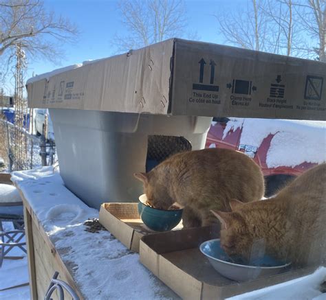 222 best r/feral_cats images on Pholder | I need all the advice and