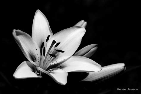 Black And White Lily By Renee Dawson Redbubble