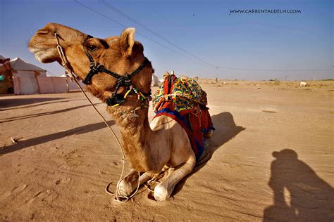 Bikaner camel festival - Car Rental Delhi with Driver