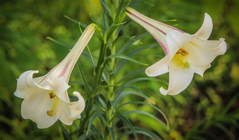 Free Images Flower Bulb Botany Flora Wildflower Flowers