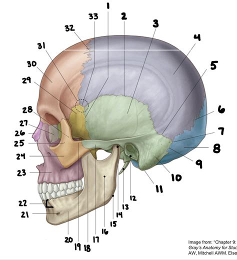 Skull Side View Diagram Quizlet