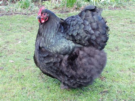 Differance In An Australorp And Black Orpington Backyard Chickens