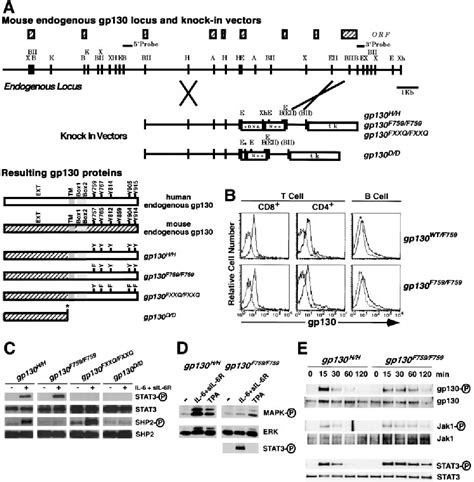 Figure 1 From Dissection Of Signaling Cascades Through Gp130 In Vivo